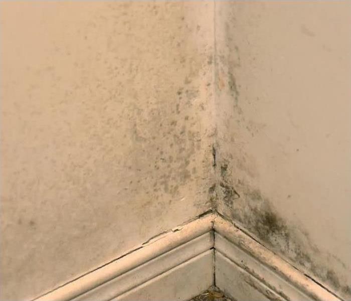 mold growning on bottom corner of wall
