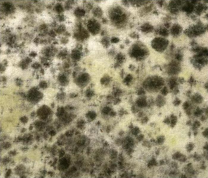 close up of mold
